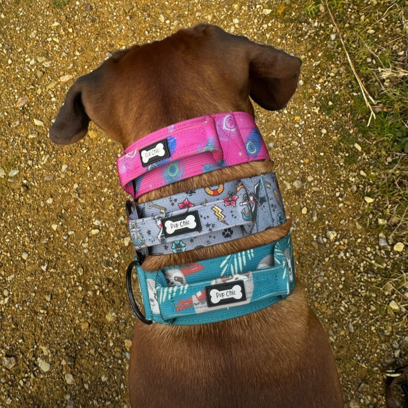 Tactical Dog Collars with Handle: Durable, Adjustable Collars for Strong Dogs - Pup Chic Boutique