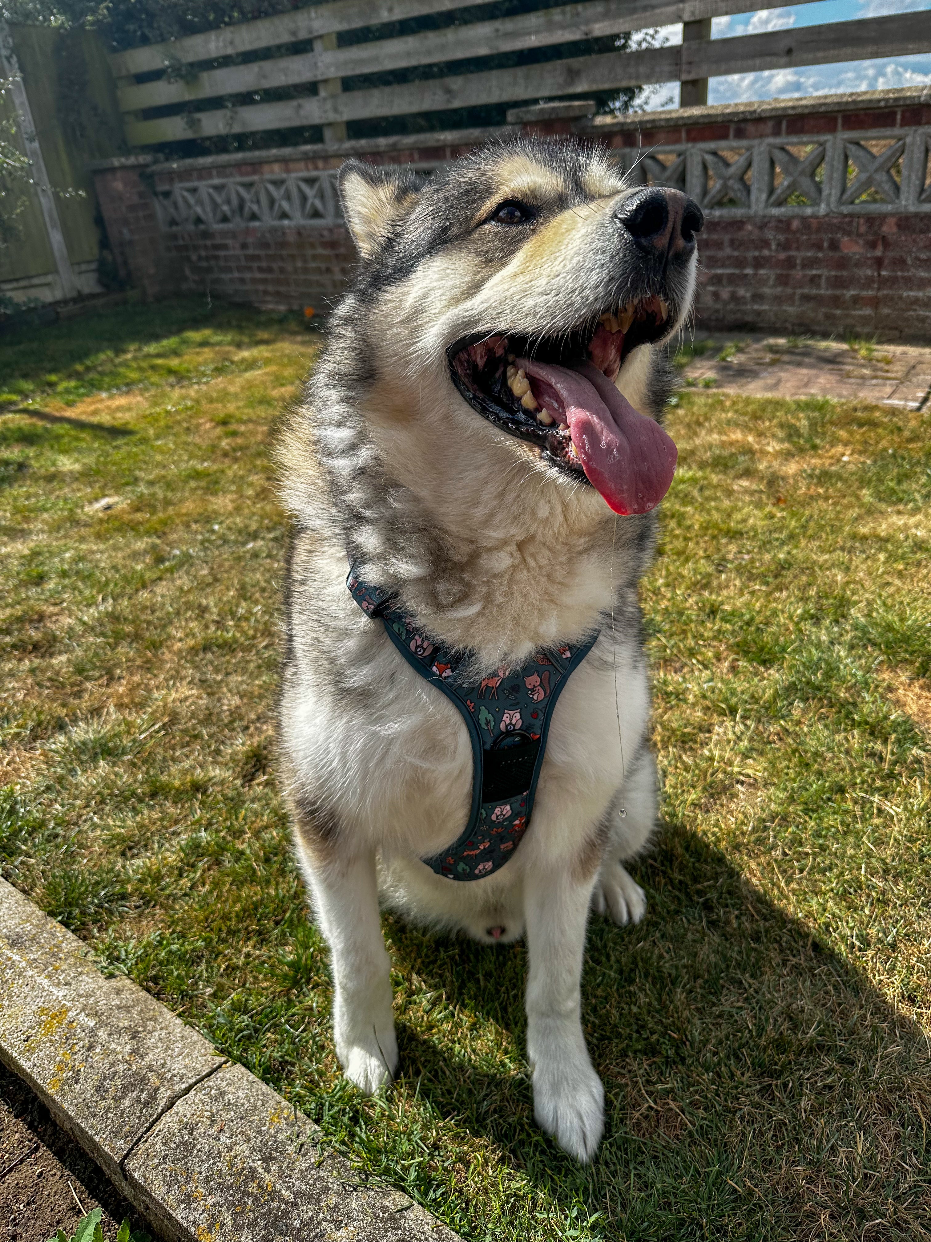 Woodland Wonderland Tactical Dog Harness
