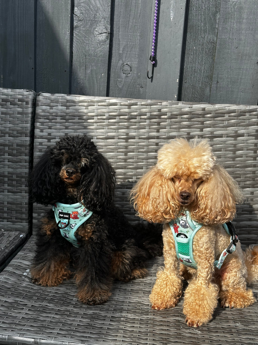 Panda Paradise Step-In Adjustable Dog Harness