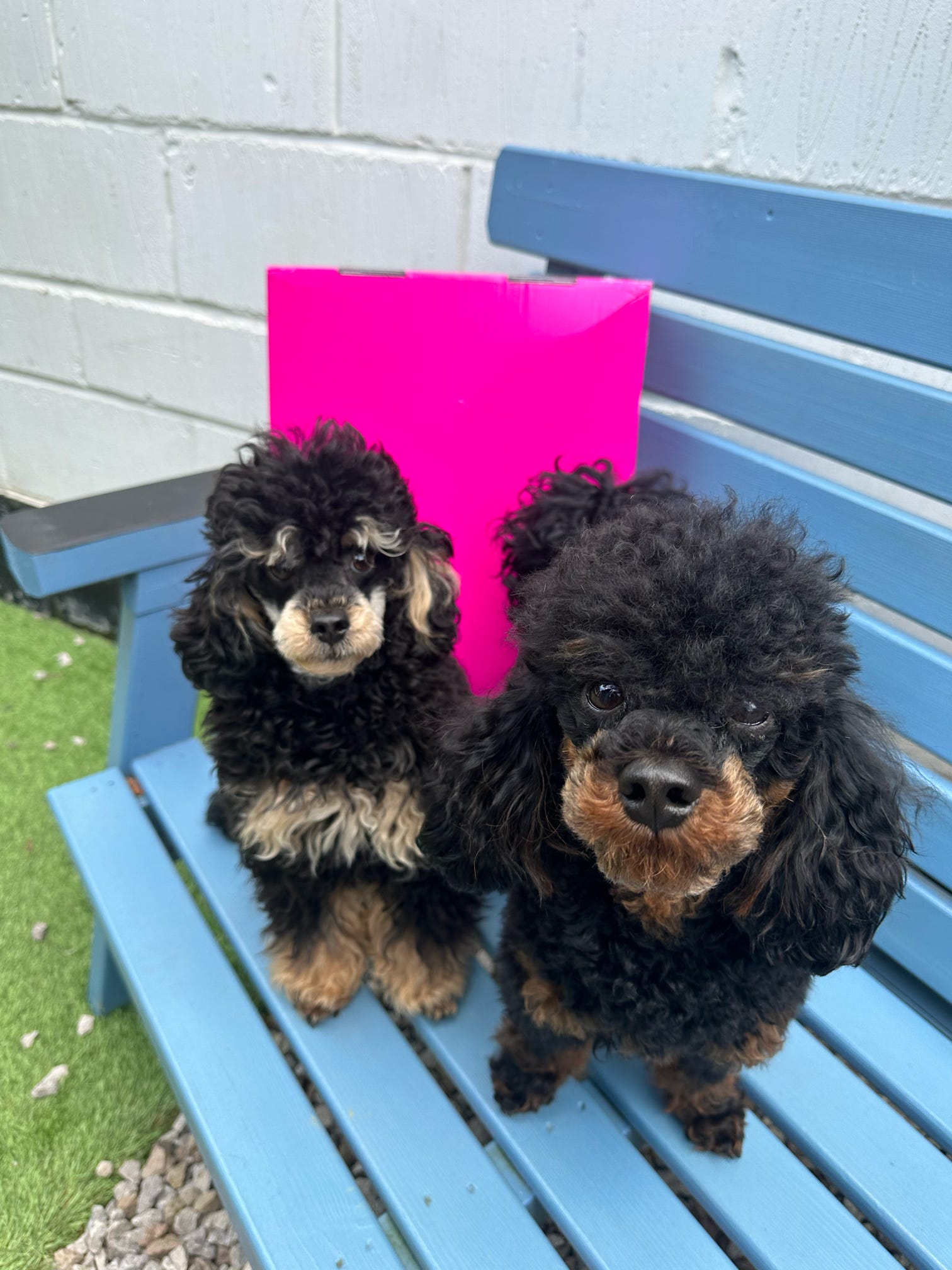 Dog Accessory Mystery Box – Worth Up to £50 for Just £25!