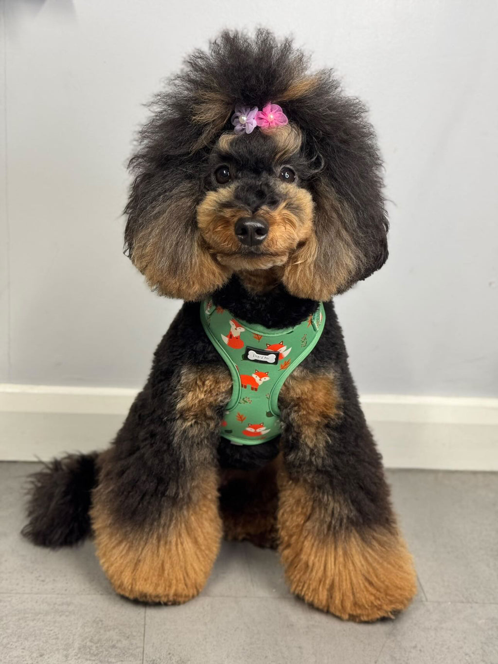 Seconds: Inquisitive Fox XXS Puppy Harness