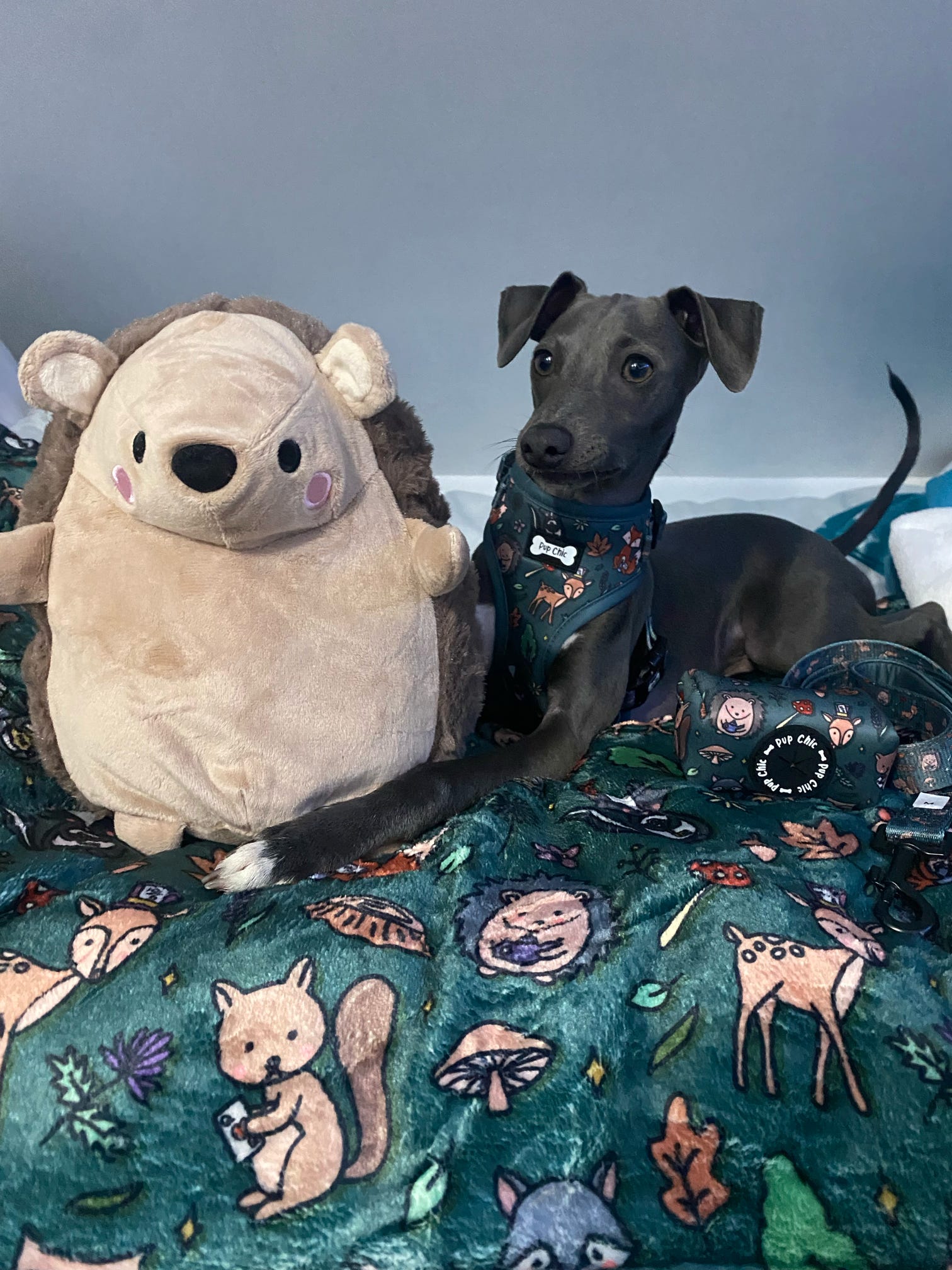 Plush dog blankets best sale