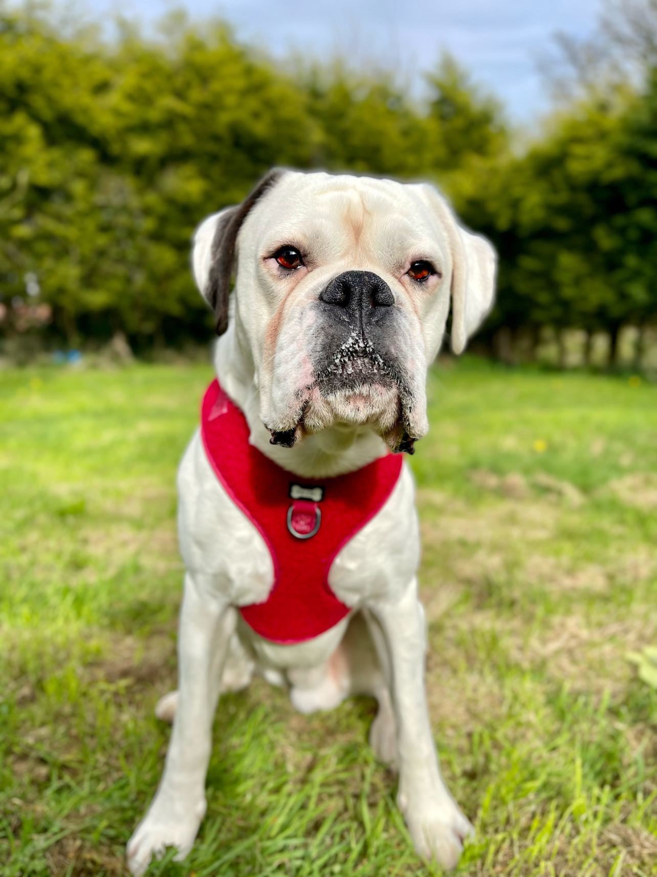 Ruby Red fleece harness - adjustable dog harness