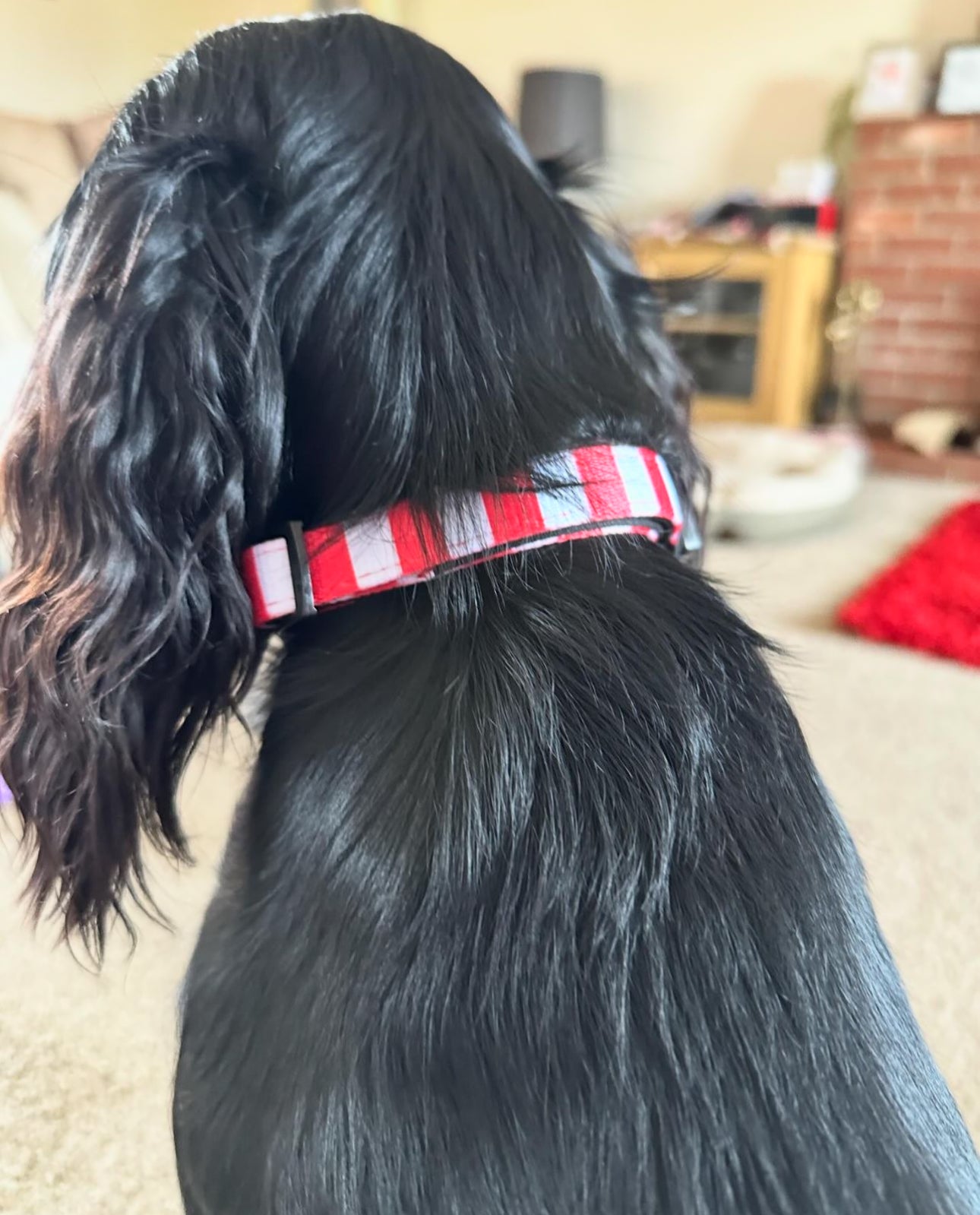 Circus Chic Dog Collar - dog and puppy collars