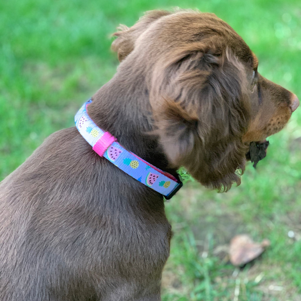Cutie Fruity Dog Collar