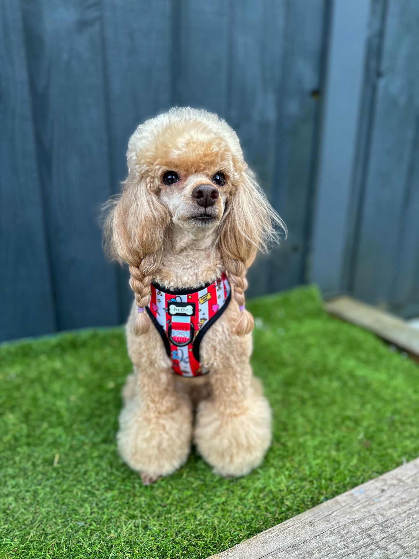 Circus Chic Adjustable Step in Dog Harness