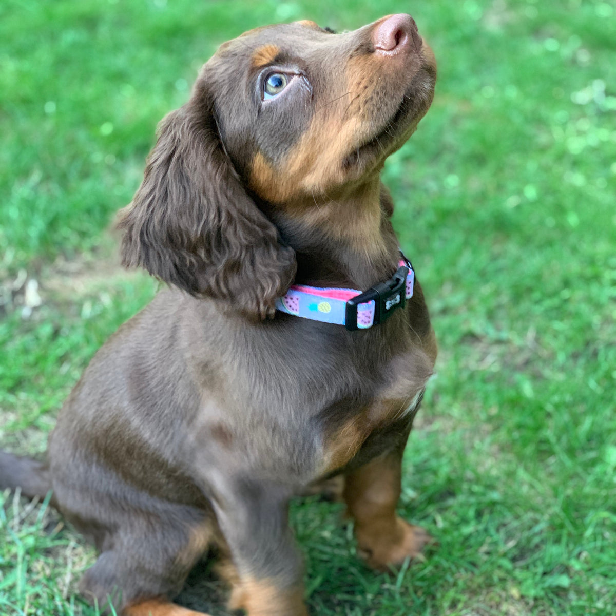 Cutie Fruity Dog Collar