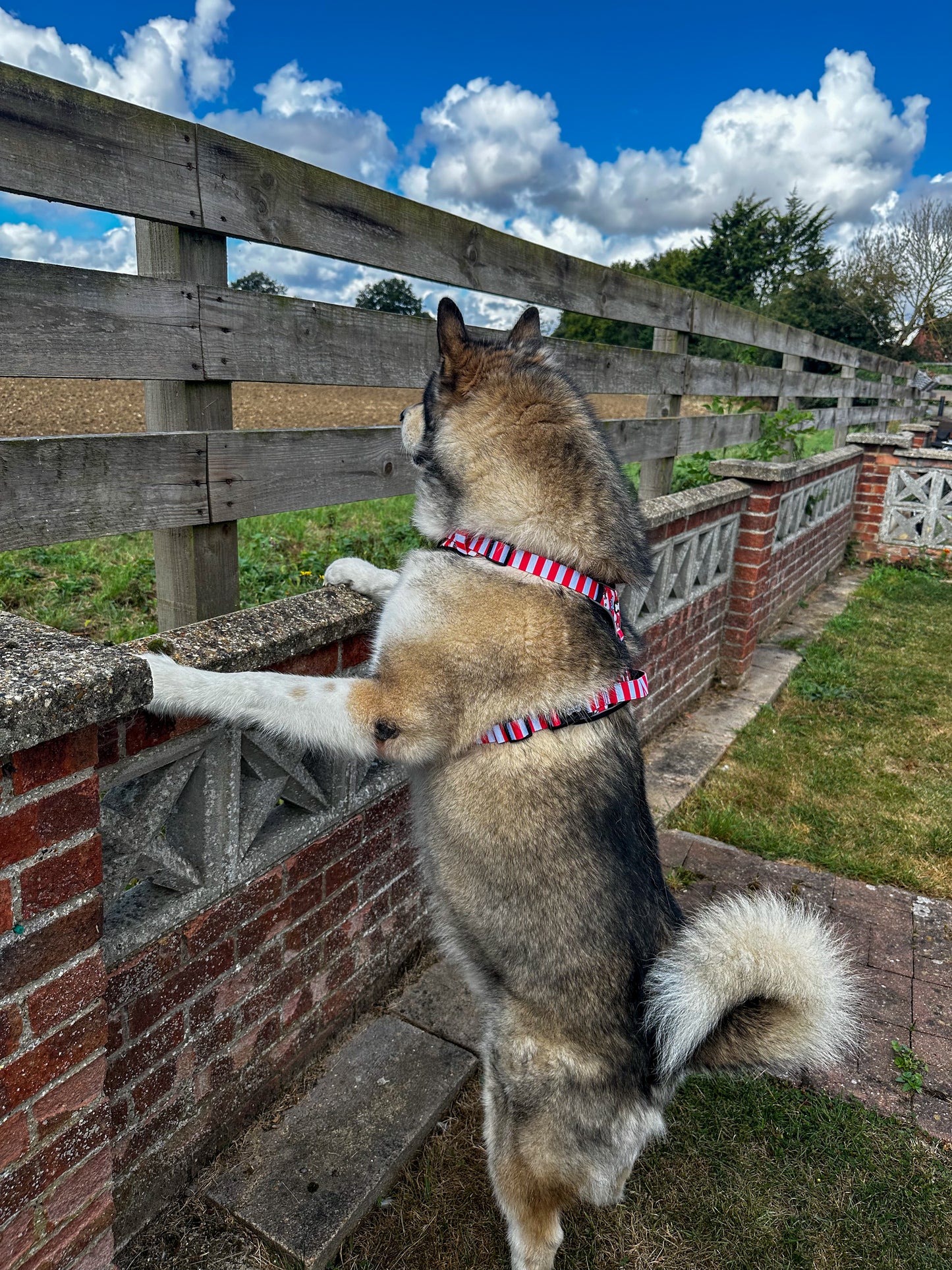 Circus Chic Tuff Stuff harness - no pull harness with handle