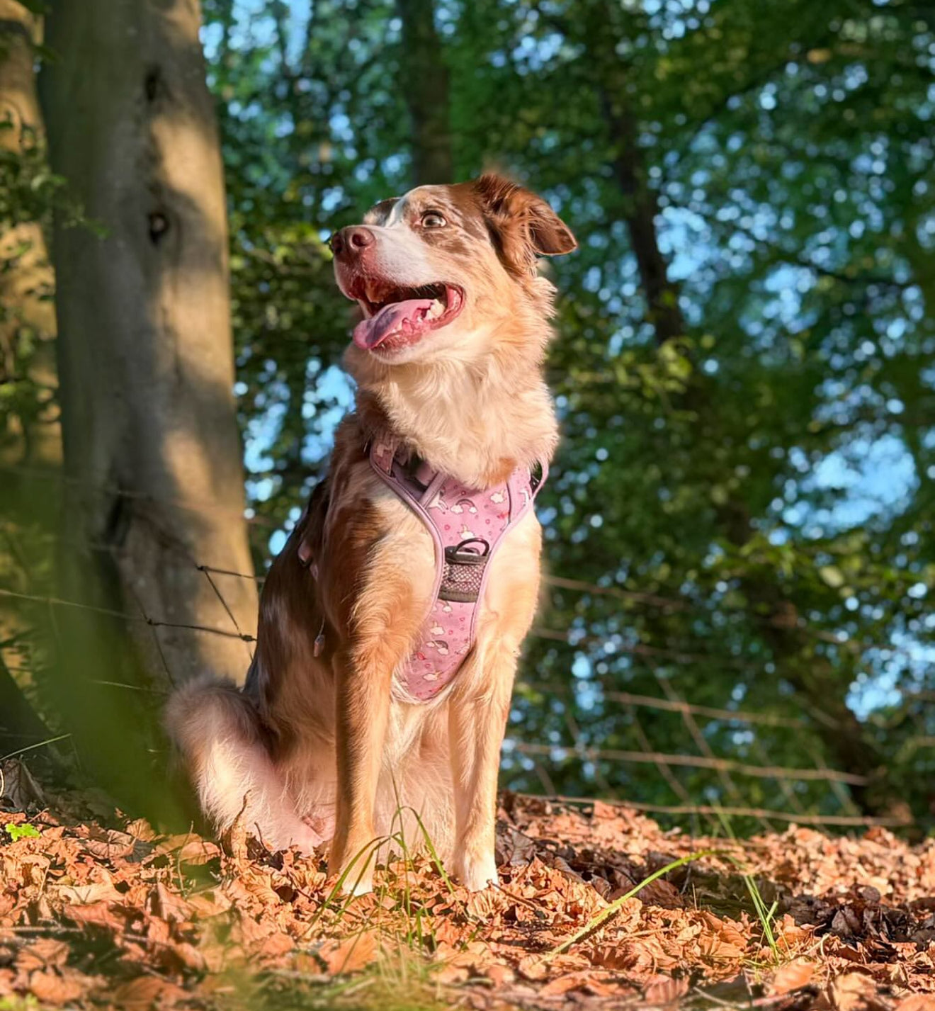 Daydreams & Unicorns Tactical Dog Harness – No Pull, Fully Adjustable & Fantastically Magical