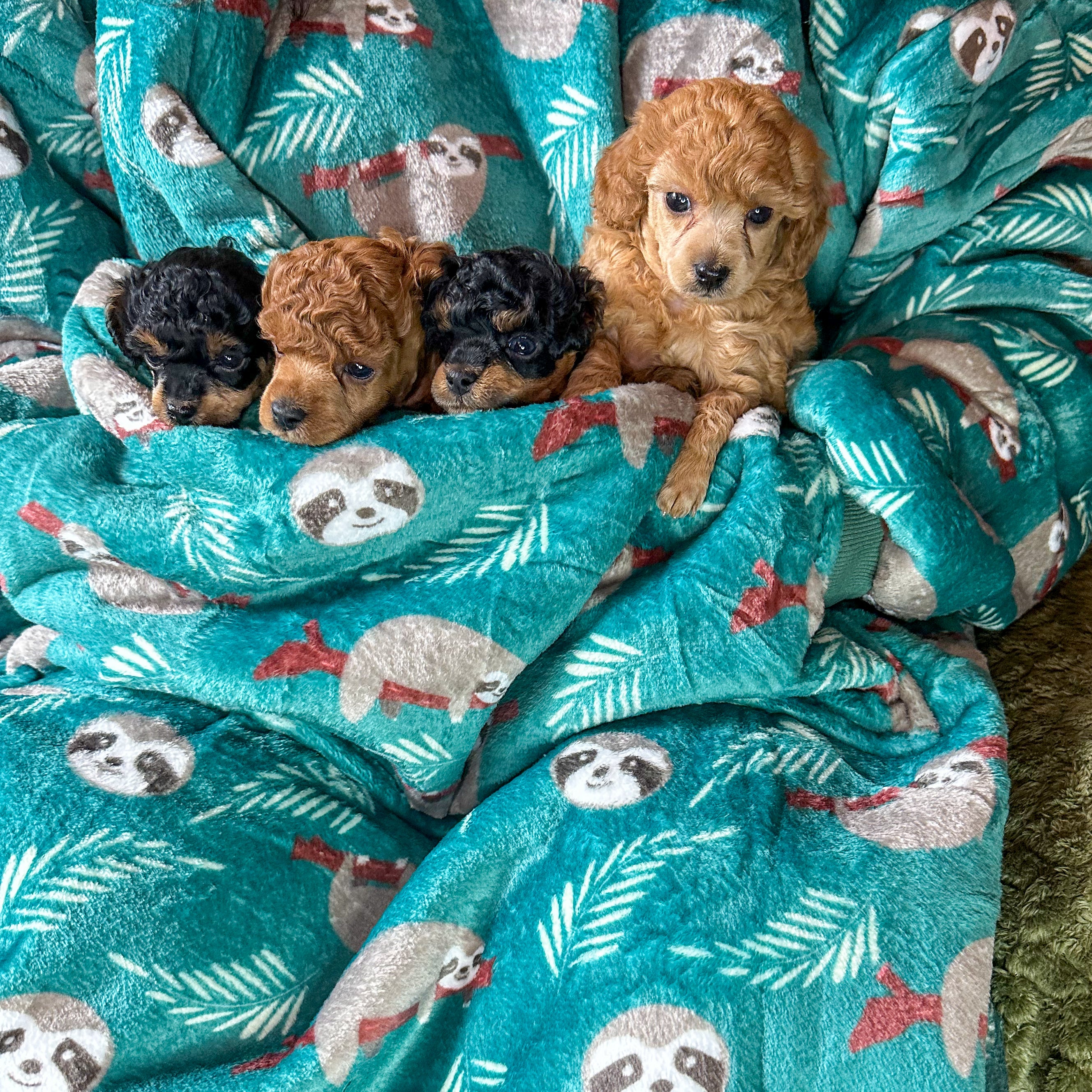 Snuggle Pup Hoodie - Woodland Wonderland - dog lover wearable blanket - dog carrier hoodie