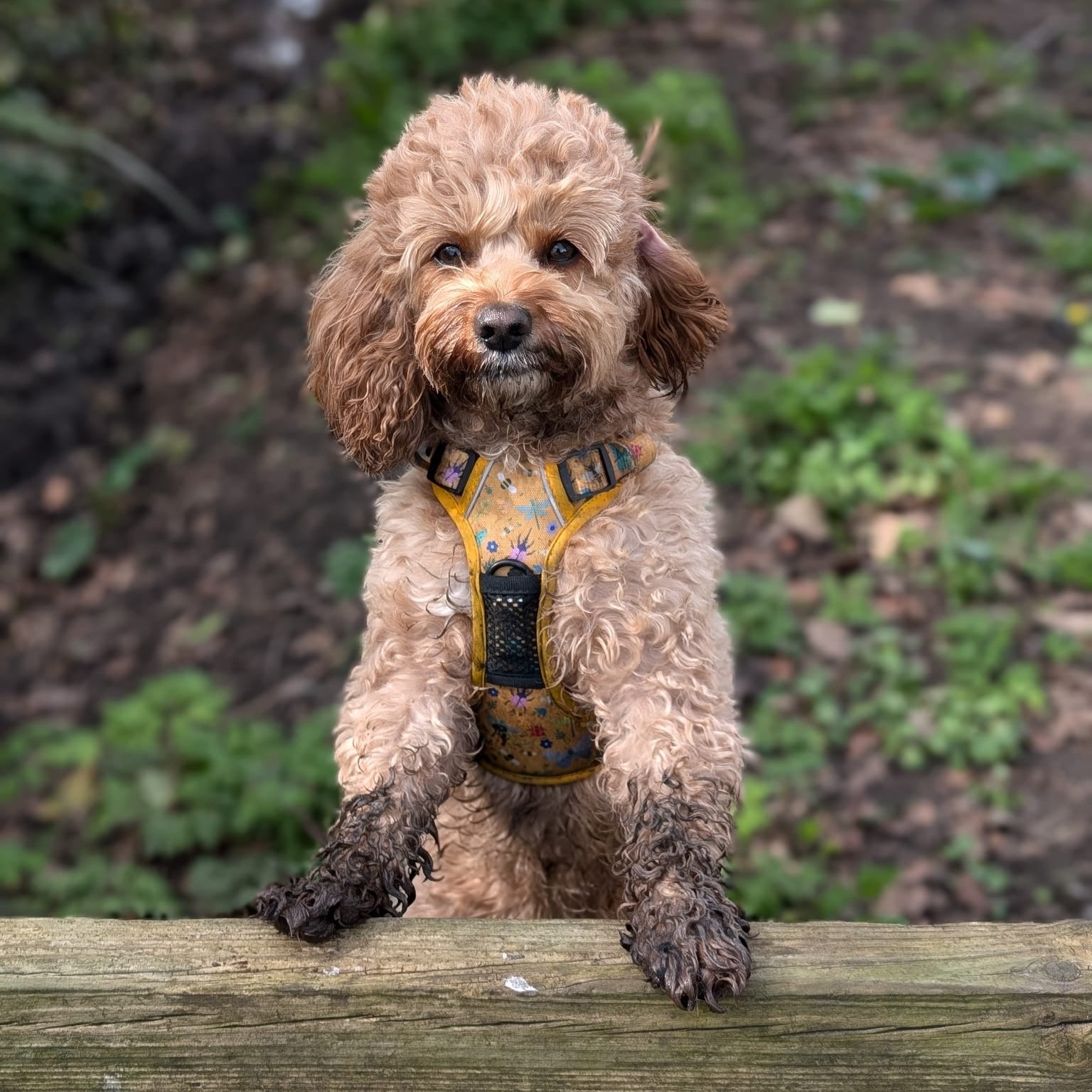 muddy dog yellow harness cavapoo