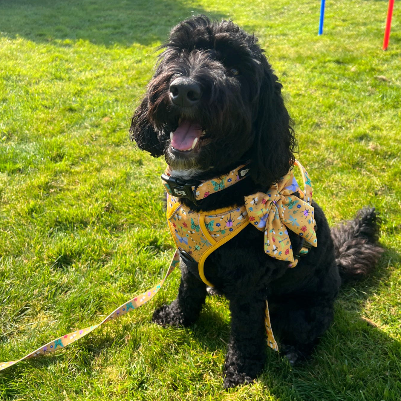 Cockerpoo summer buzzing harness that doesn't go over the head