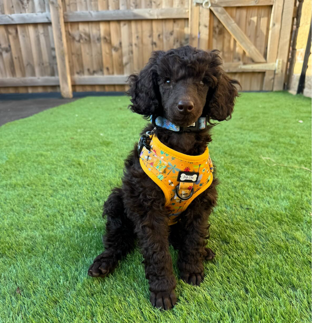 Summer Buzzin’ Step-In Adjustable Dog Harness