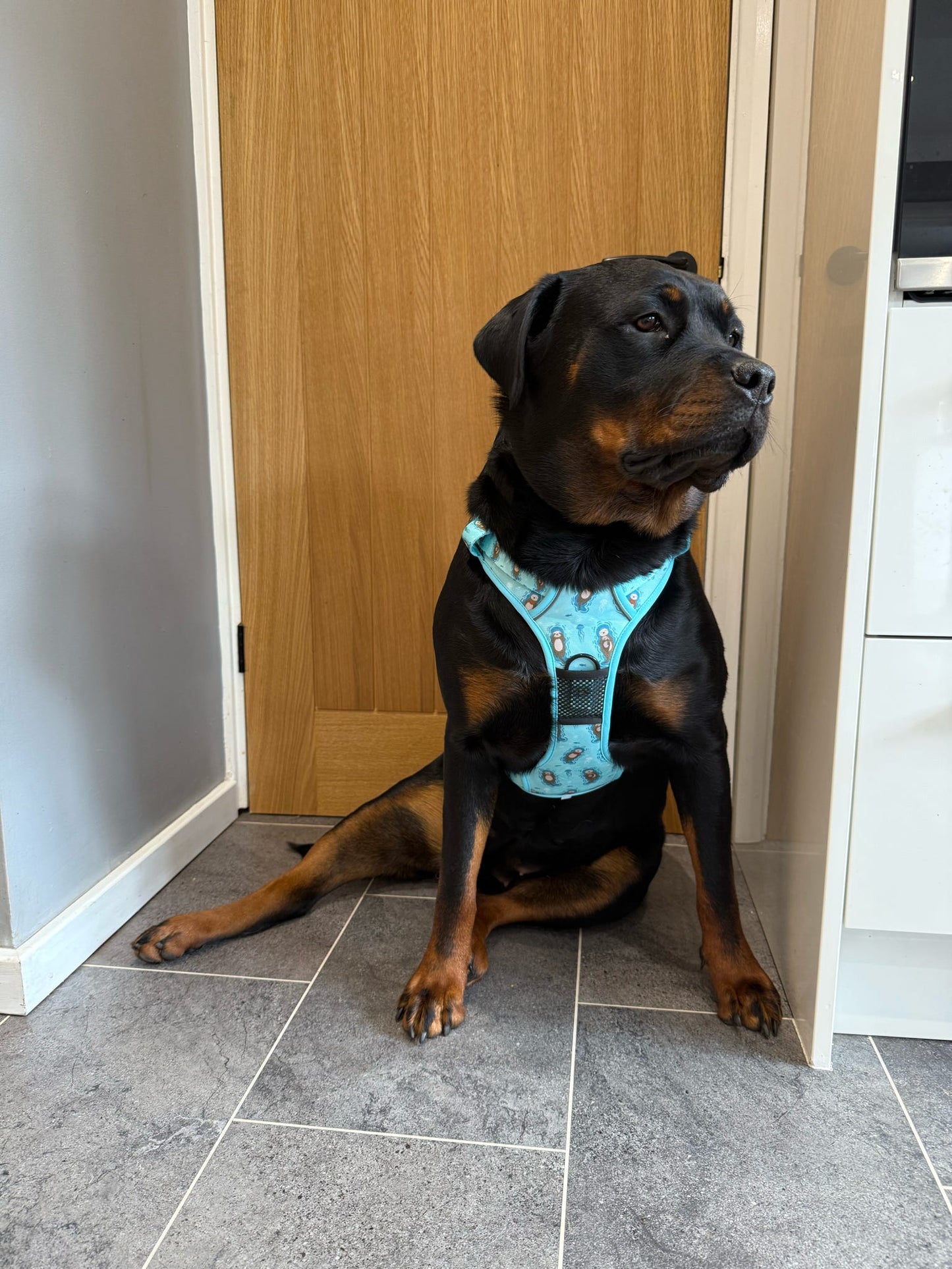 Otterly Lovely Tactical Dog Harness – No Pull &  Fully Adjustable