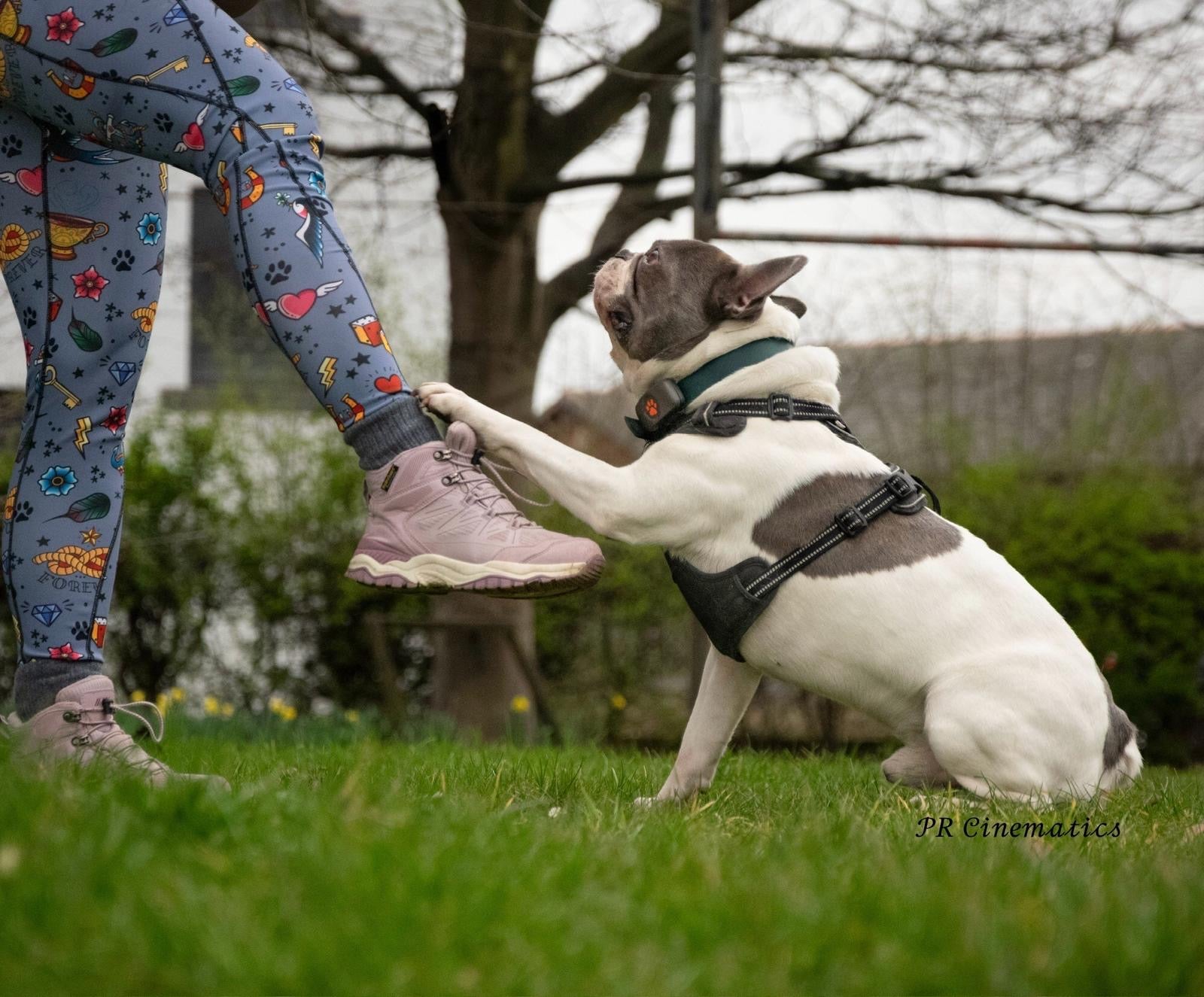 Artful Dogster - dog matching leggings