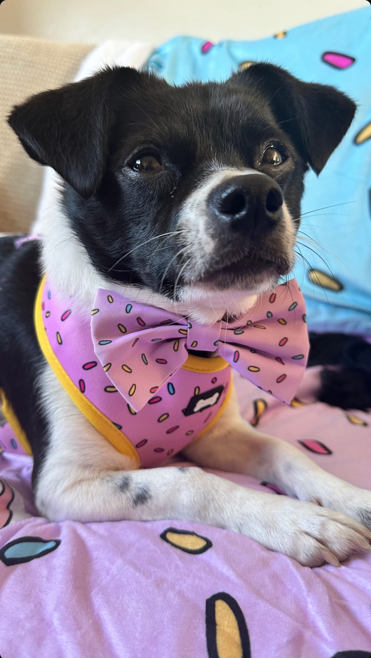 Pink Sprinkles For Days Bow Tie - Pup Chic Boutique