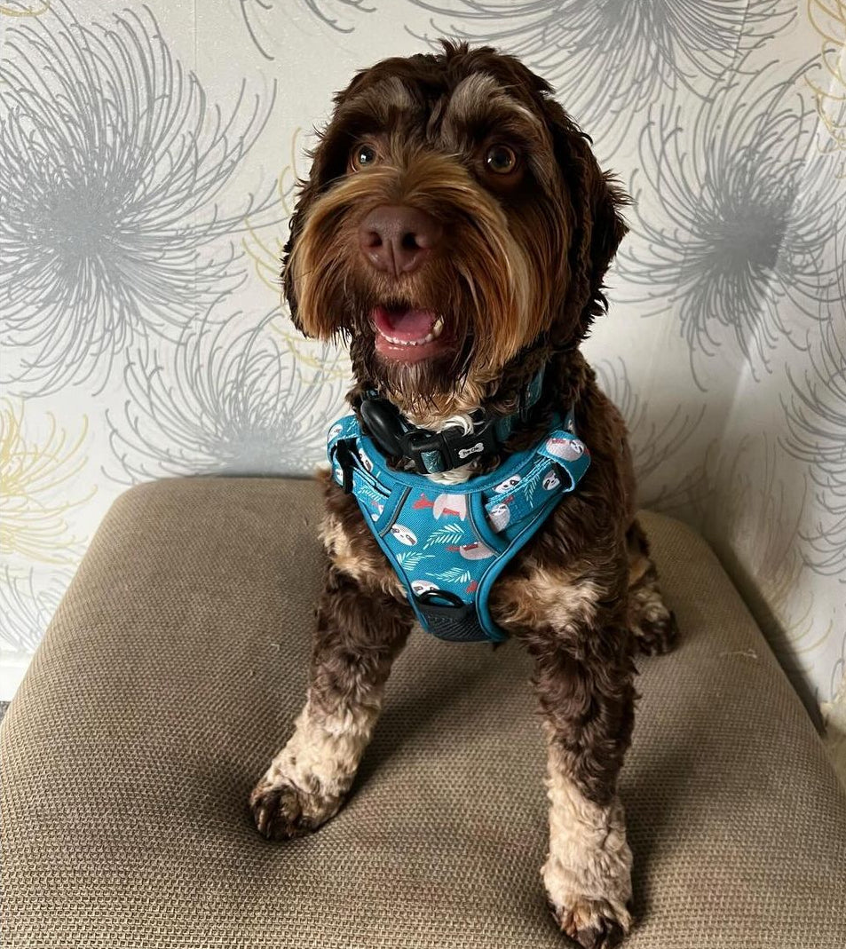 Lazy Sloth Tuff Stuff dog harness - three clip teal dog harness with handle - Pup Chic Boutique
