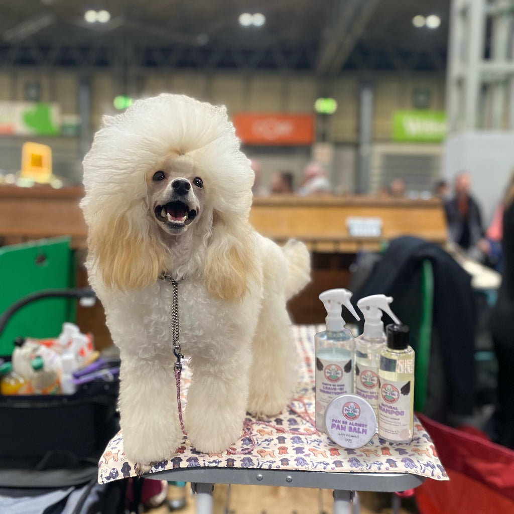 Groomed dog with a stylish haircut on a grooming table with pet care products.
