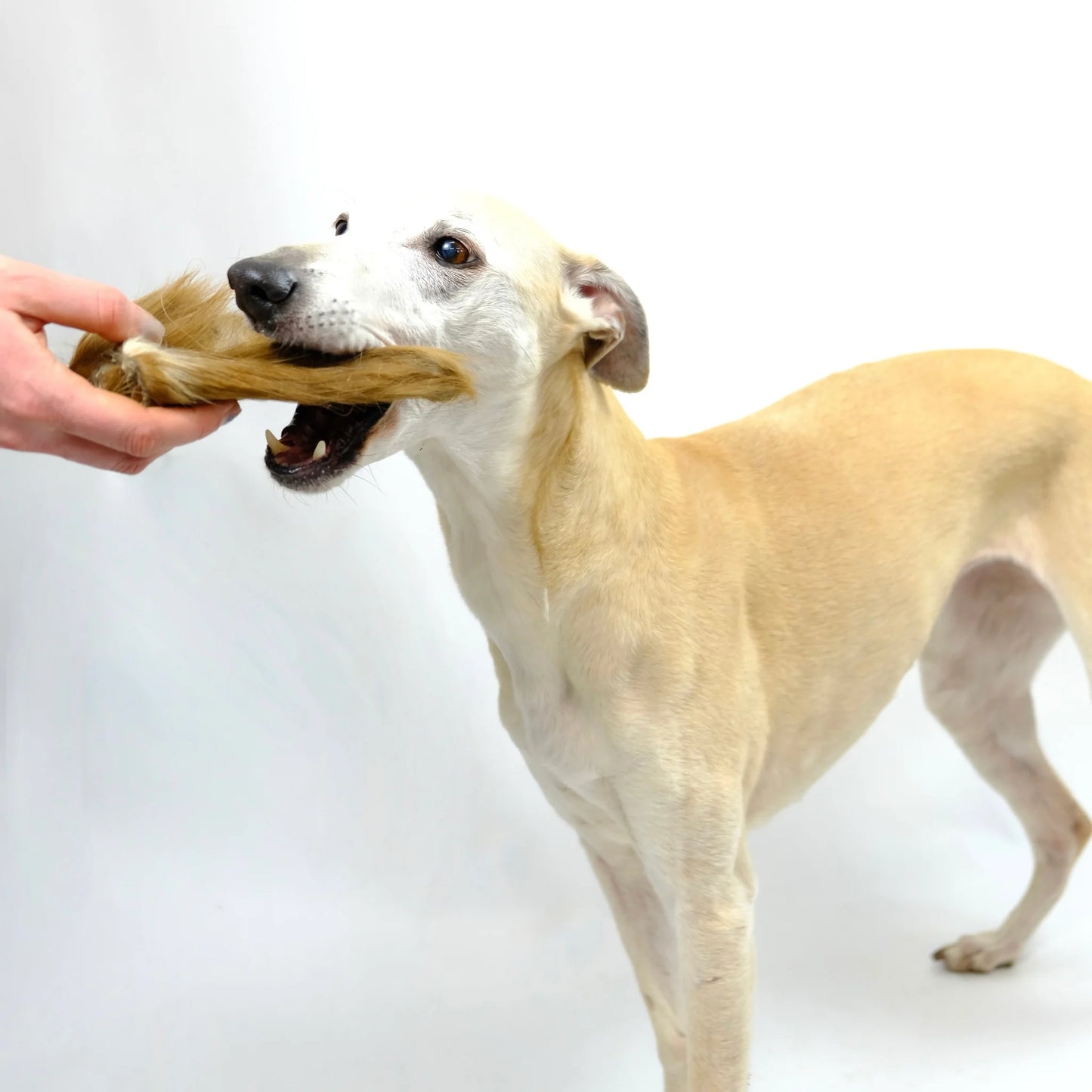 Deworminator bag - natural wormer dog treats