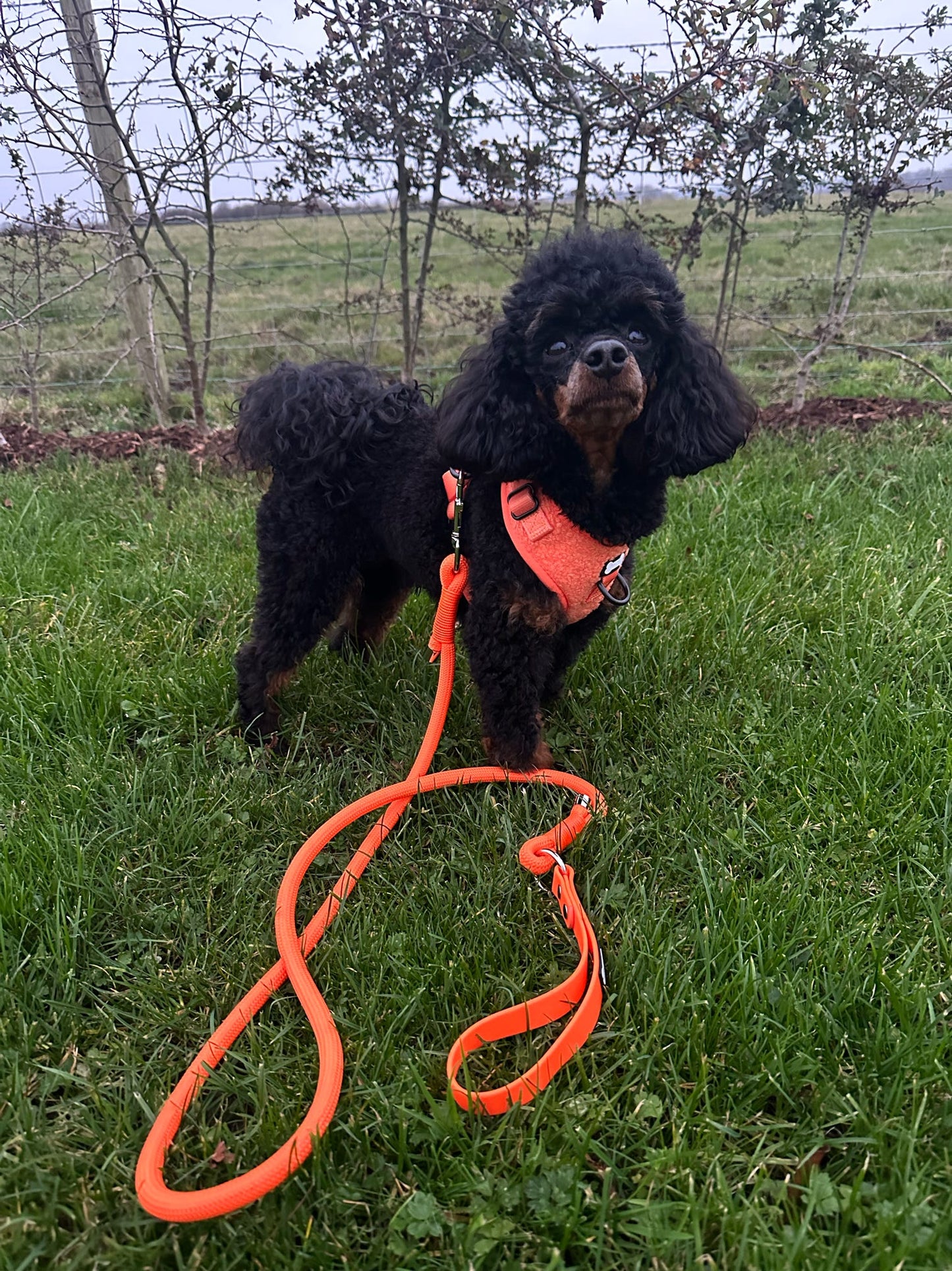 Orange 5ft rope dog lead with PVC handle