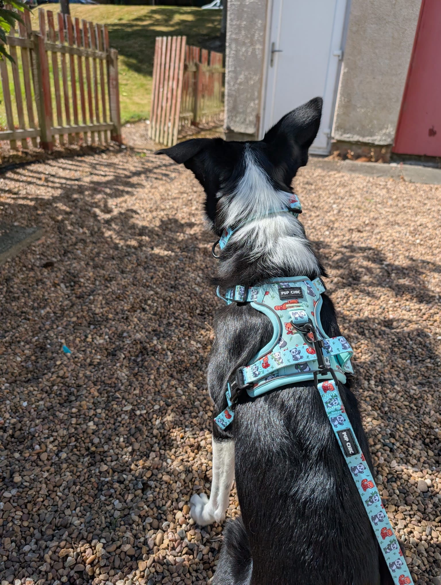 Panda Paradise Tactical Dog Harness