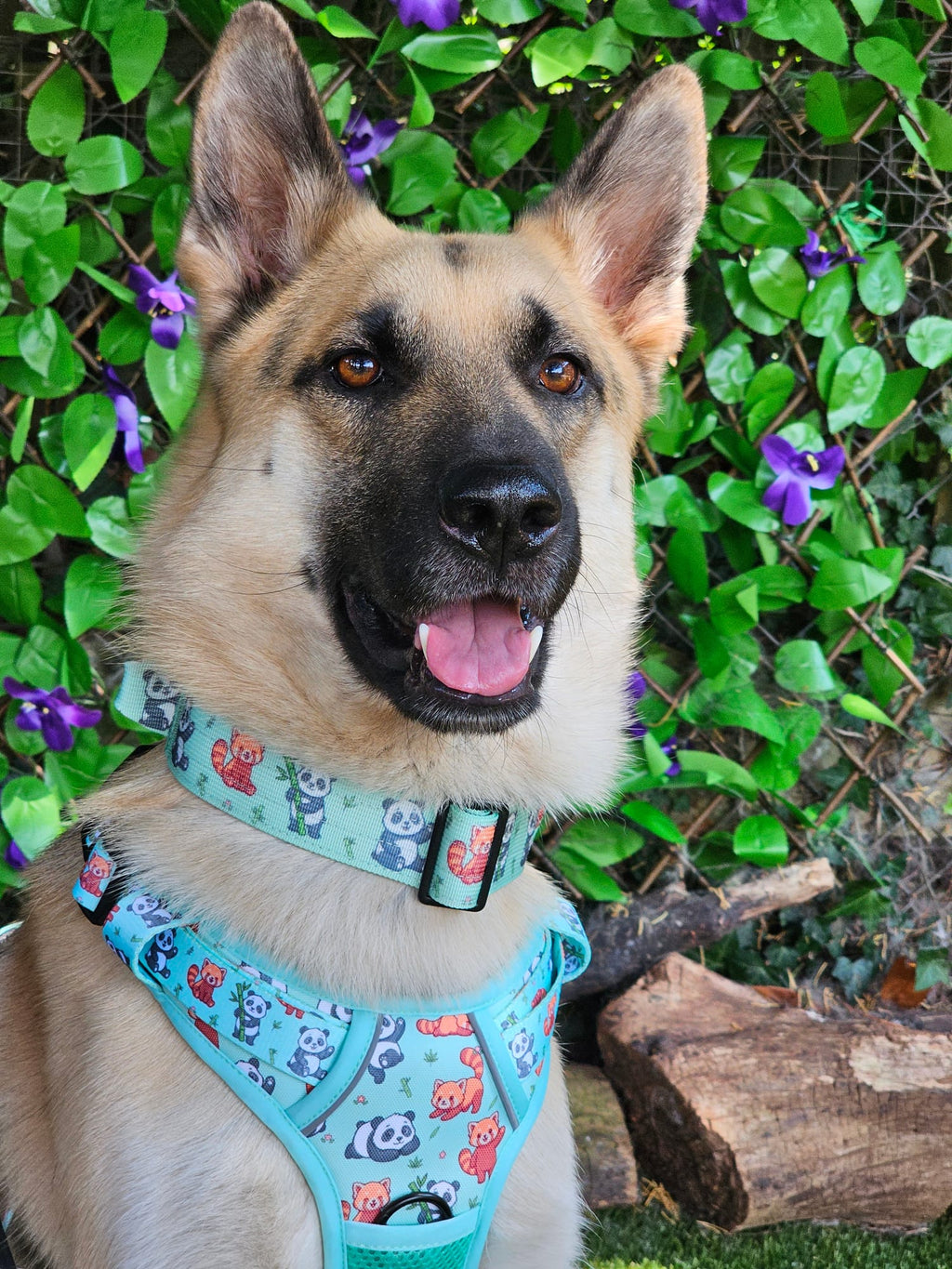 Panda Paradise Tactical Dog Collar