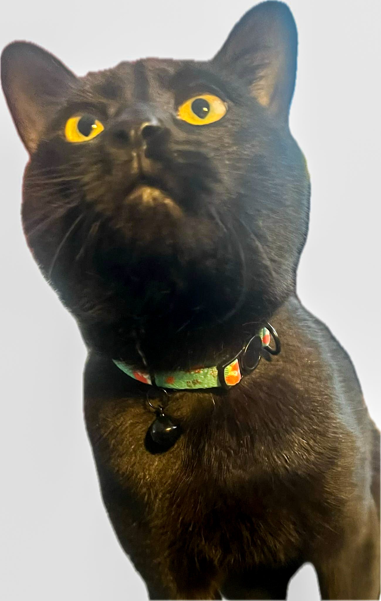 Inquisitive Fox Cat Collar