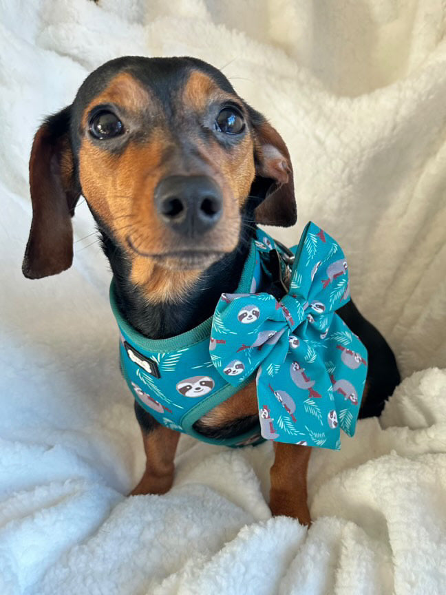 Lazy Sloth Sailor Bow Tie for Dog