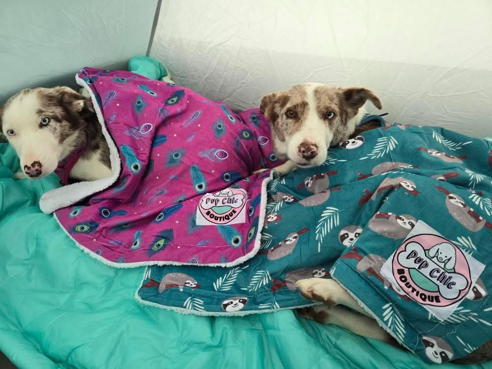 Peacock Power blanket LARGE - fleece dog blanket