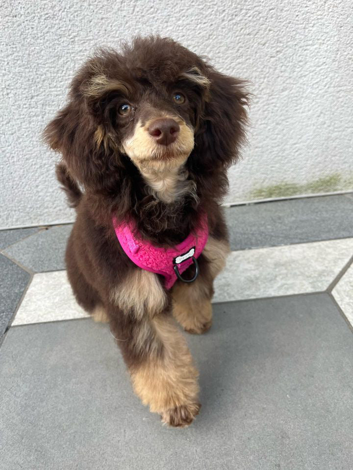 Hot Stuff pink fleece dog harness - adjustable dog harness - Pup Chic Boutique