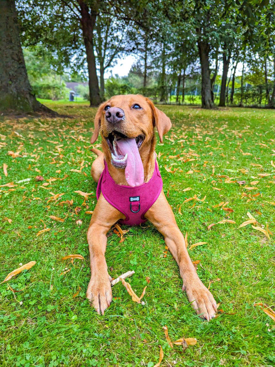 Plumcious corduroy dog harness - adjustable dog harness