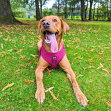 Plumbcious corduroy harness - adjustable dog harness