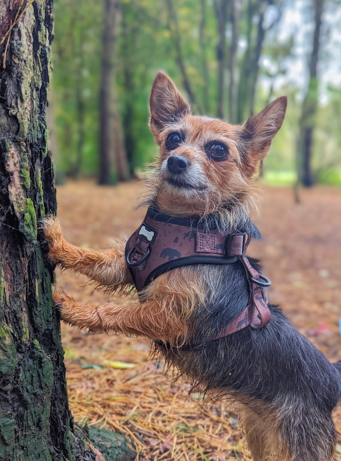 Wanderlust adjustable step-in harness - wolf autumn dog harness