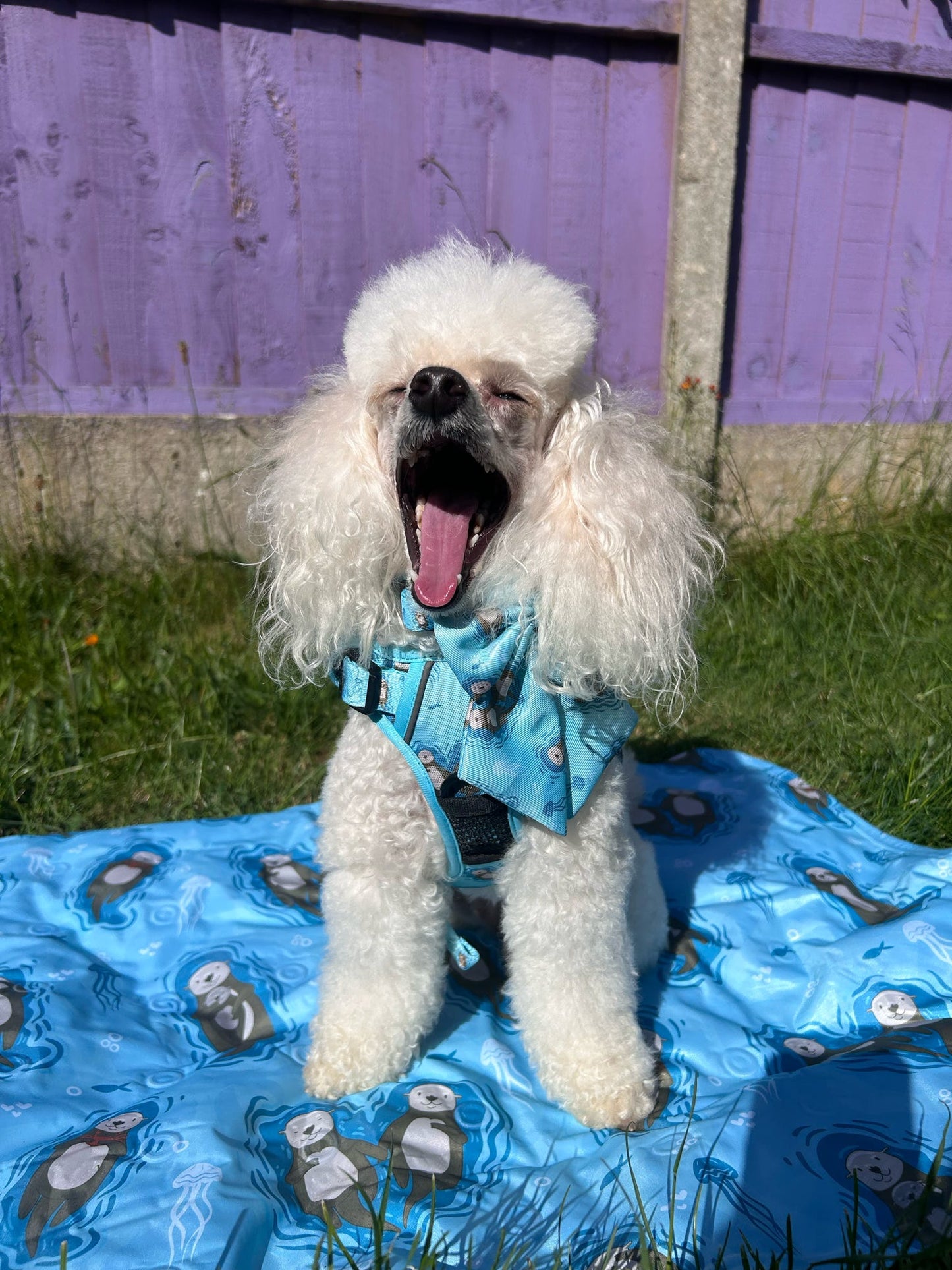 Otterly Lovely Tactical Dog Harness – No Pull &  Fully Adjustable