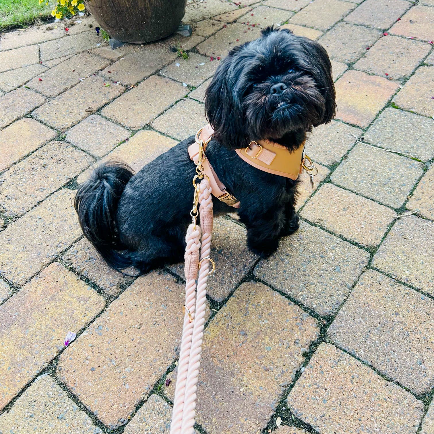 Lilac rope lead clipped to both front and back of a dog’s harness to reduce pulling