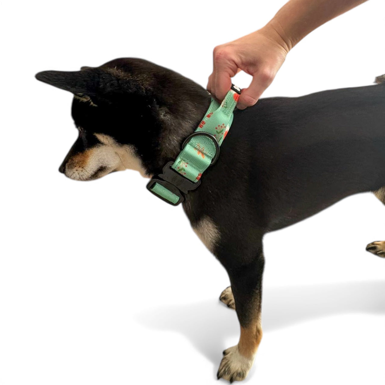 Inquisitive Fox Tactical Dog Collar (L–XL) – Heavy-Duty Strength Meets Bold Style