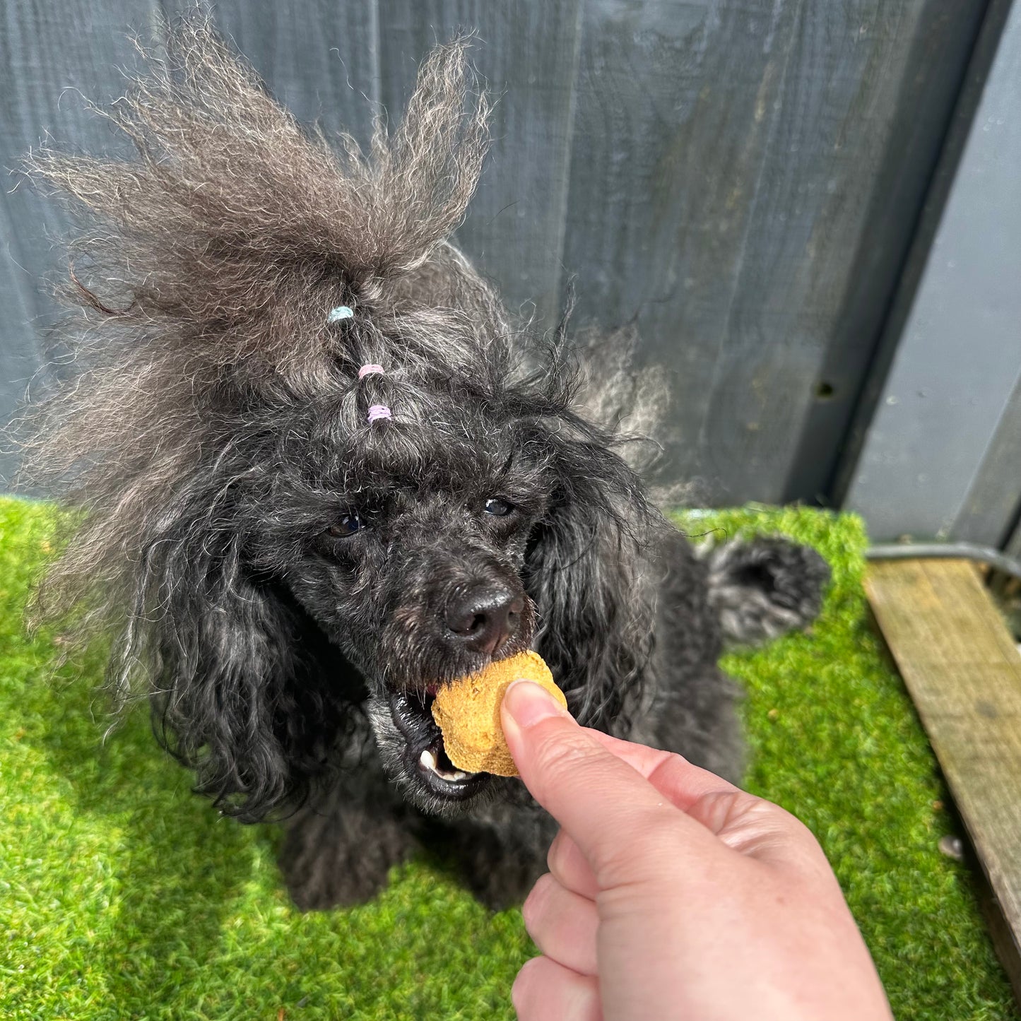 Calming Biscuit dog treats