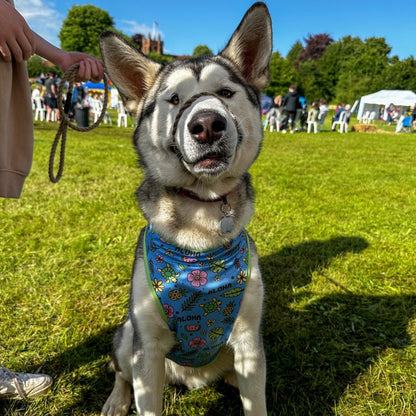 Island Breeze dog cooling vest - breathable dog summer t-shirt - Pup Chic Boutique