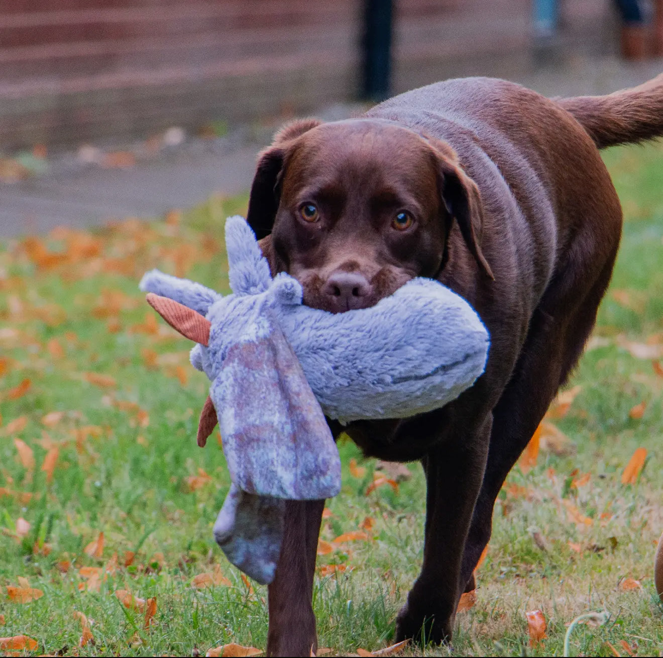 Ancol Fluffy Moths – Playtime Cuddle Toy