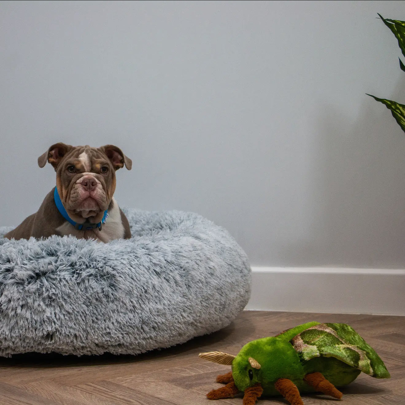 Ancol Fluffy Moths – Playtime Cuddle Toy