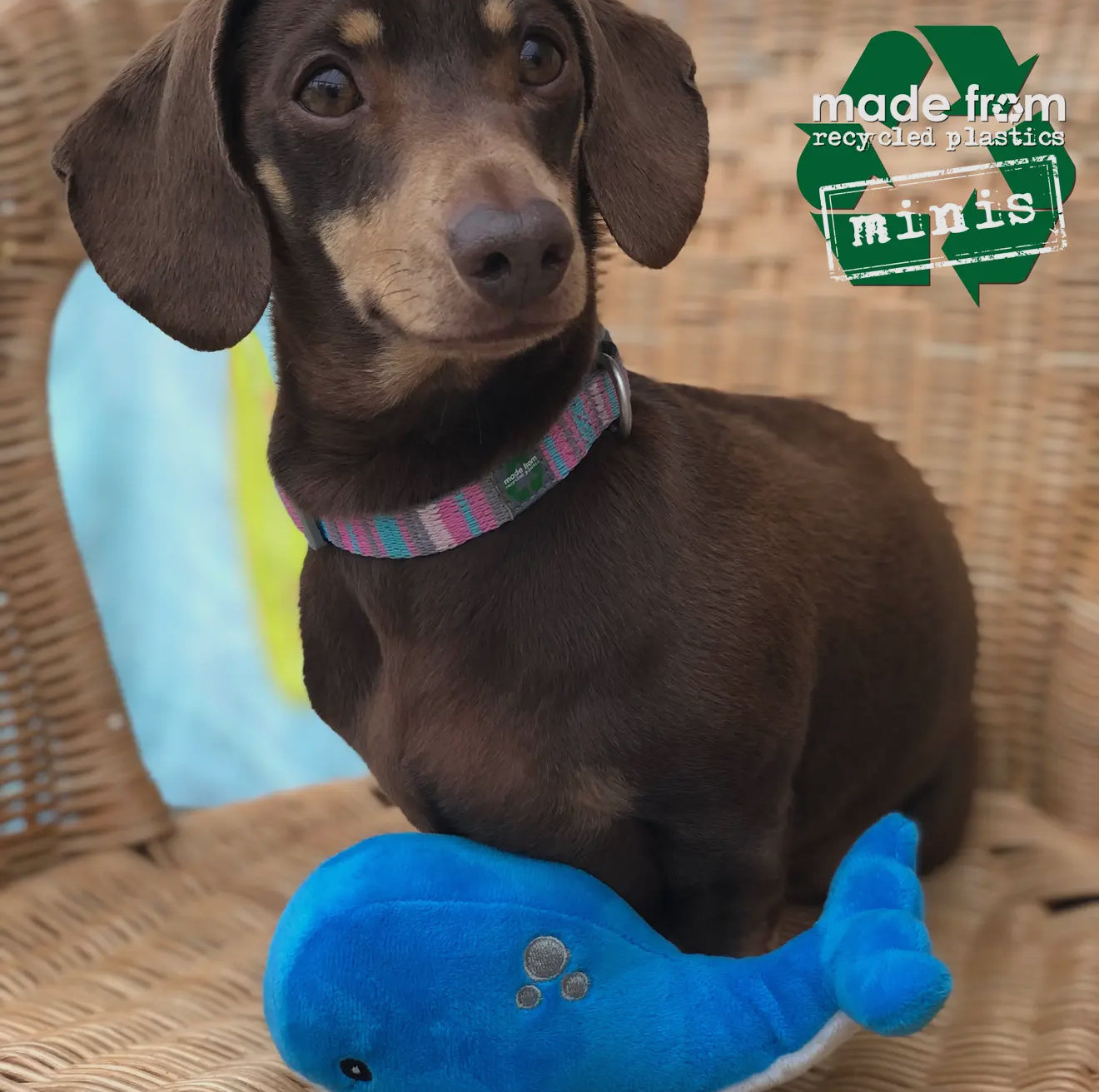 Eco-Friendly Mini Sea Mammal Dog Toys – Made From Recycled Plastic