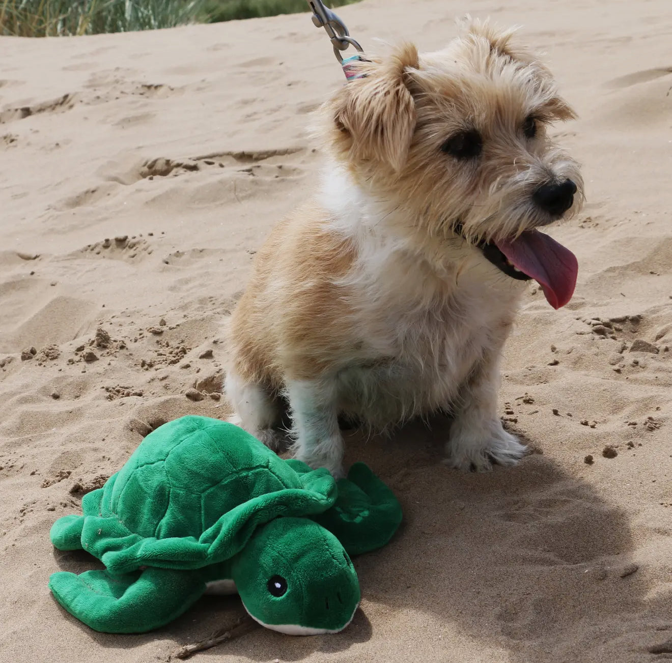 Made From Recycled Turtle Dog Toy – Eco-Friendly Plush for Snuggles & Gentle Play