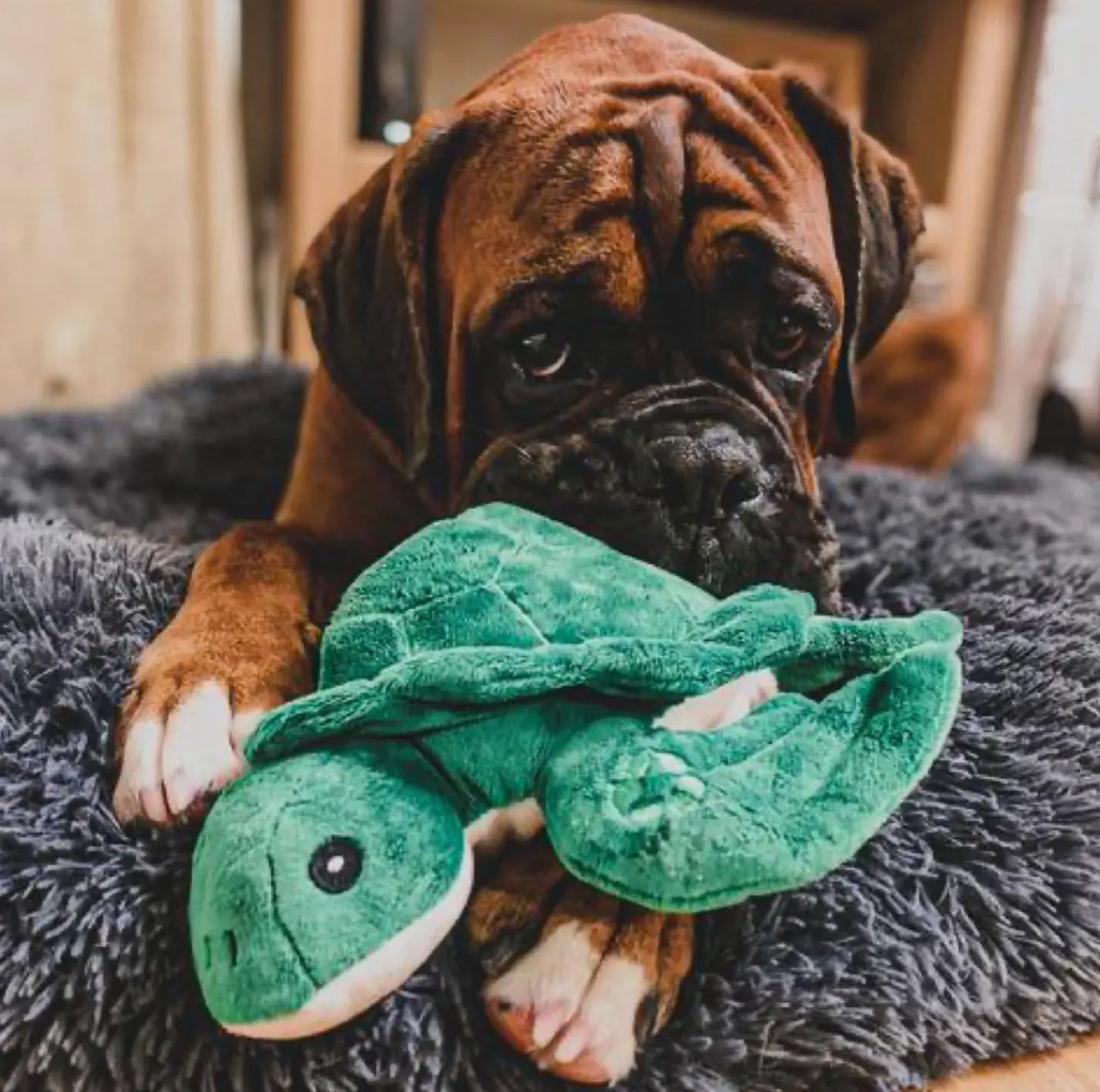 Made From Recycled Turtle Dog Toy – Eco-Friendly Plush for Snuggles & Gentle Play