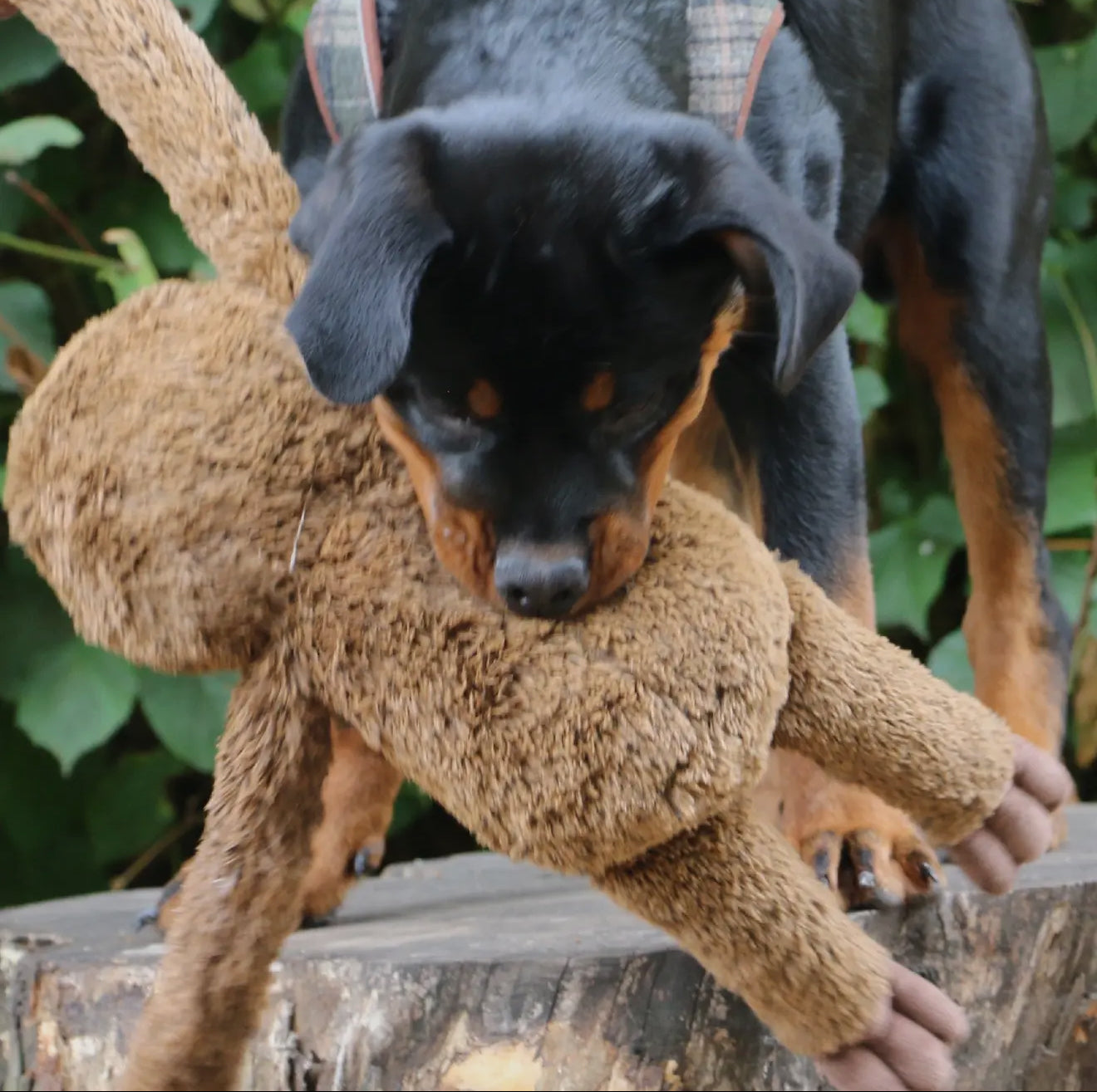 Sleepy Sloth Plush Dog Toy – Soft Cuddly Toy with Recycled Filling