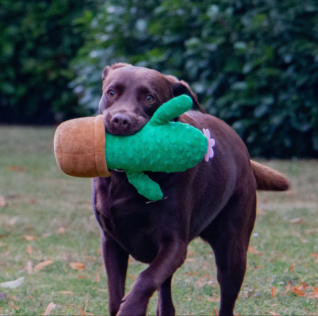 Cuddle Cactus Plush Dog Toys – Soft, Squeaky & Eco-Friendly