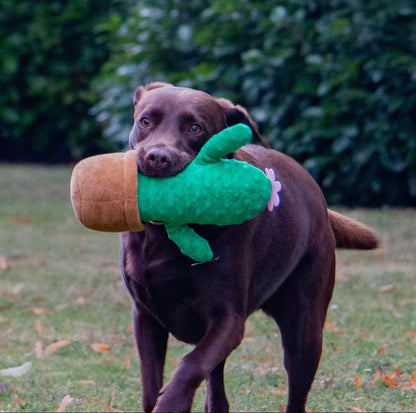 Cuddle Cactus Plush Dog Toys – Soft, Squeaky & Eco-Friendly