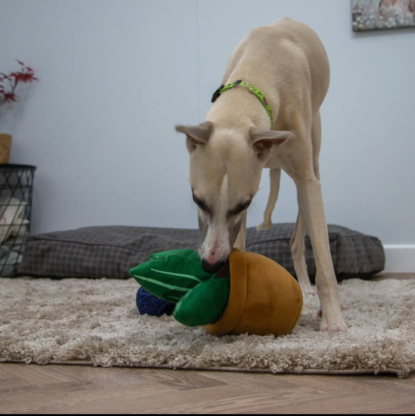 Cuddle Cactus Plush Dog Toys – Soft, Squeaky & Eco-Friendly