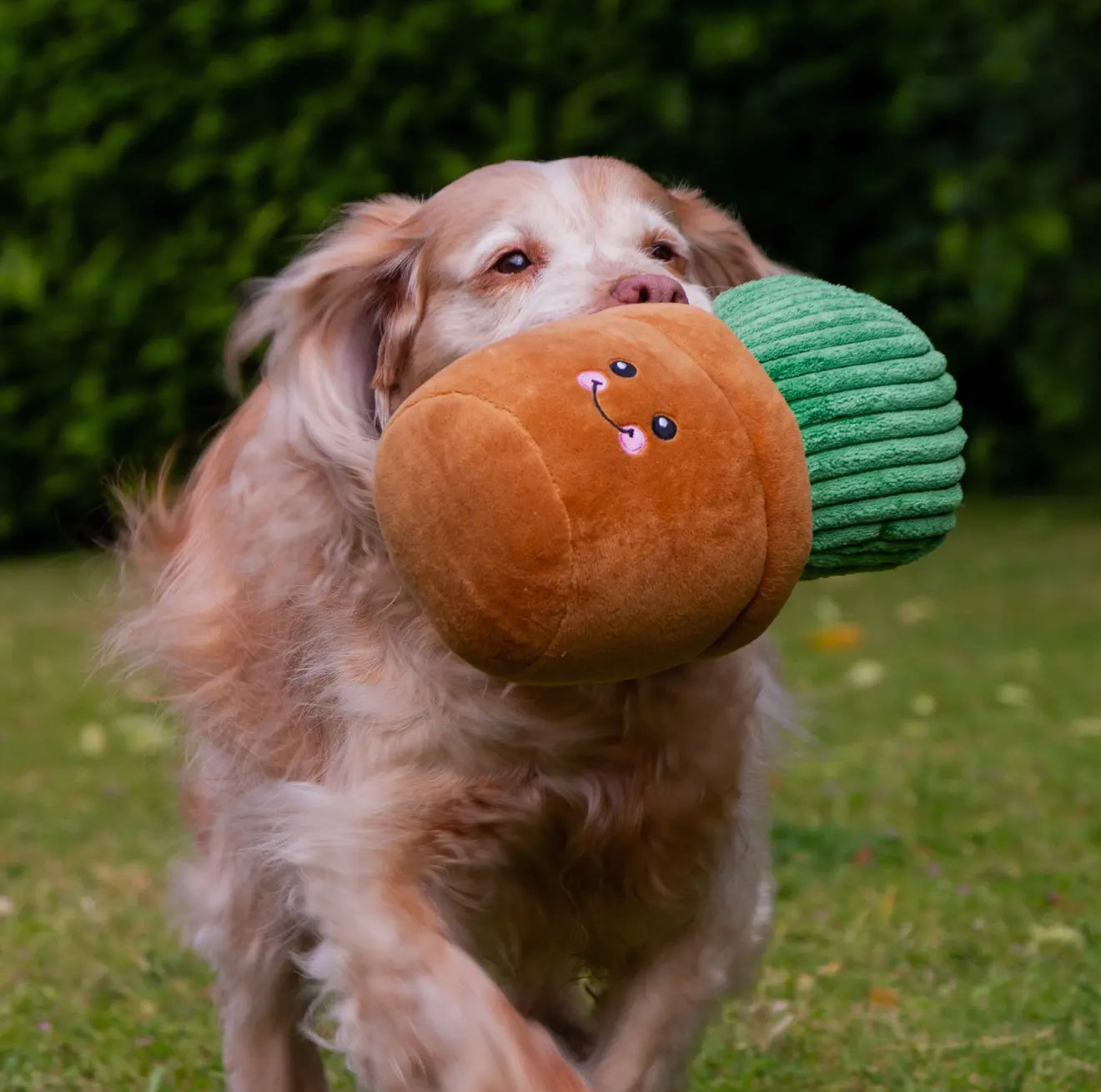 Cuddle Cactus Plush Dog Toys – Soft, Squeaky & Eco-Friendly