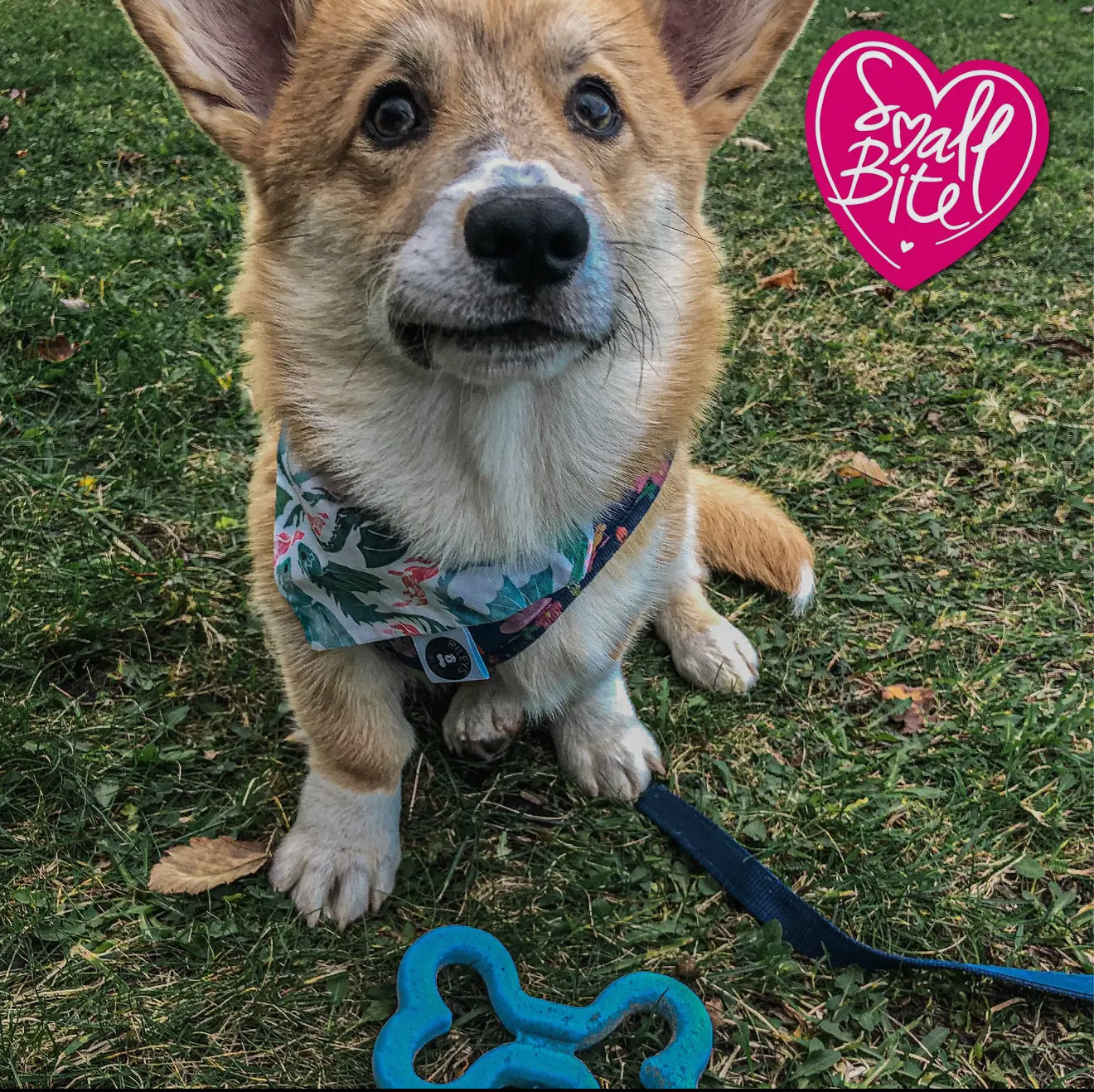 Small Bite Soft Bone – Chew Toy for Puppies & Small Dogs