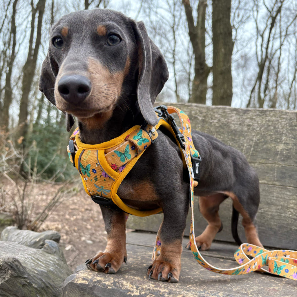 daxie summer buzzing XS harness